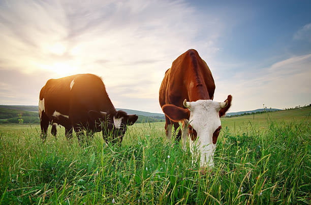 The Journey of Grass-Fed Beef: From Pasture to Biltong